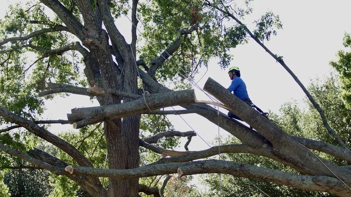 Professional Crown Thinning performed by certified arborists in Babylon